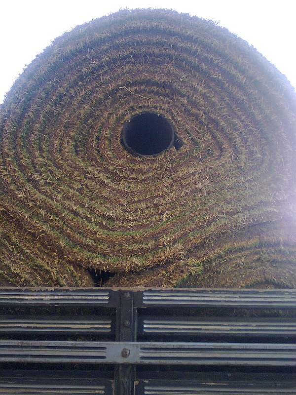 Gramado está sendo replantado na Arena